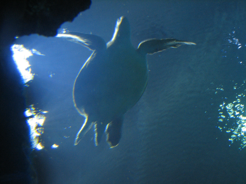 A smattering of photos from Las Vegas December 2010.