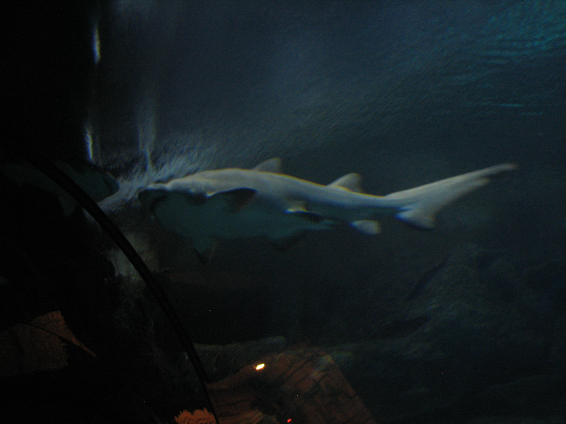 A smattering of photos from Las Vegas December 2010.