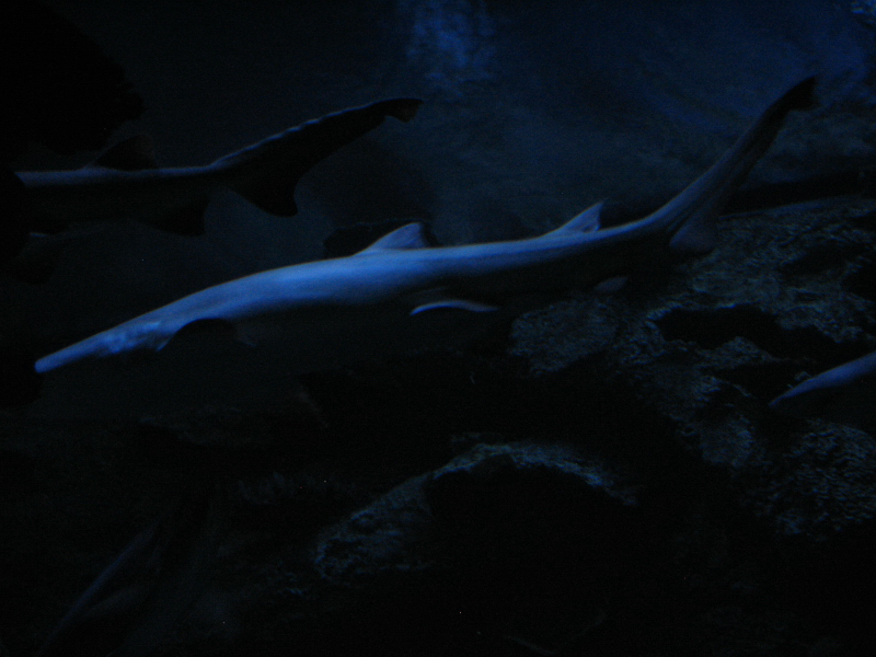 A smattering of photos from Las Vegas December 2010.