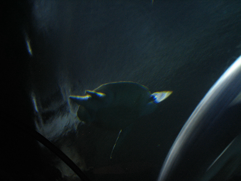 A smattering of photos from Las Vegas December 2010.