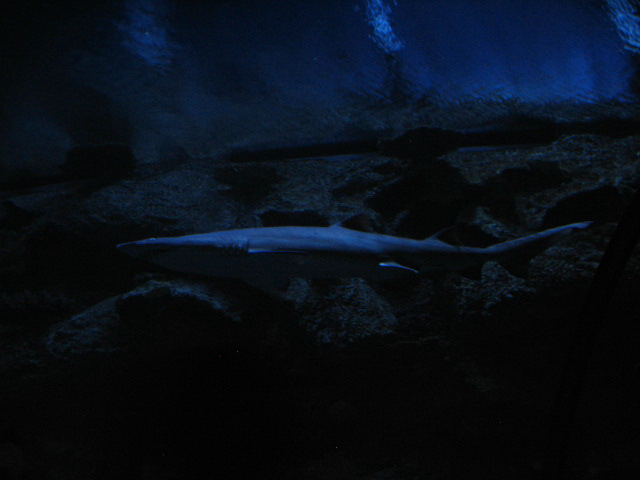 A smattering of photos from Las Vegas December 2010.