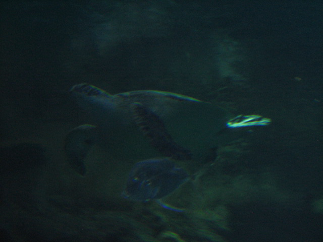 A smattering of photos from Las Vegas December 2010.