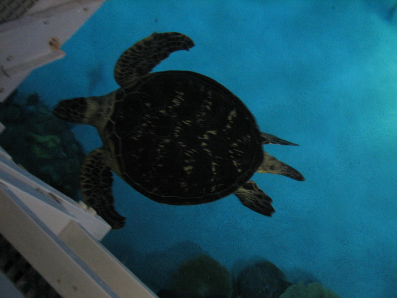 A smattering of photos from Las Vegas December 2010.