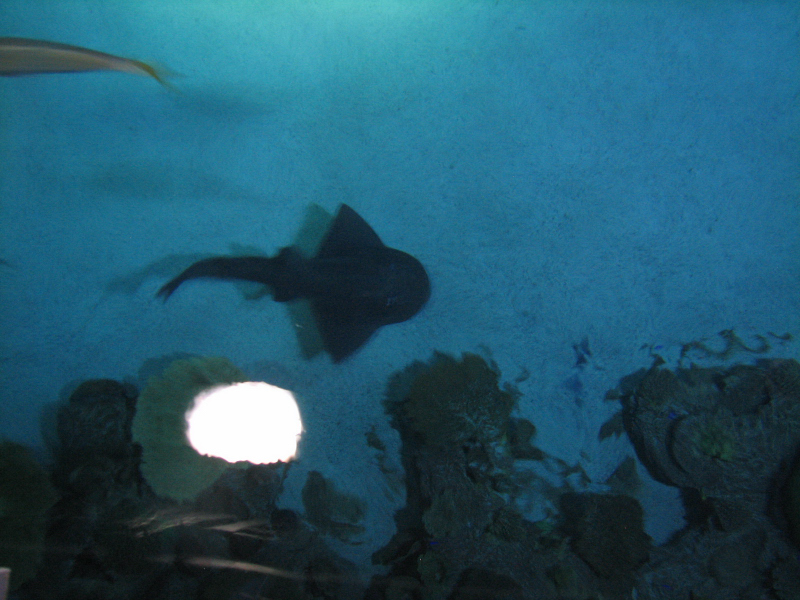 A smattering of photos from Las Vegas December 2010.