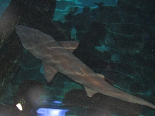 A smattering of photos from Las Vegas December 2010.