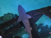 A smattering of photos from Las Vegas December 2010.