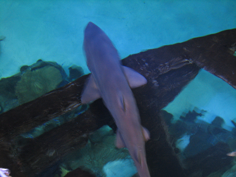A smattering of photos from Las Vegas December 2010.