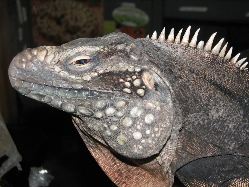 A smattering of photos from Las Vegas December 2010.