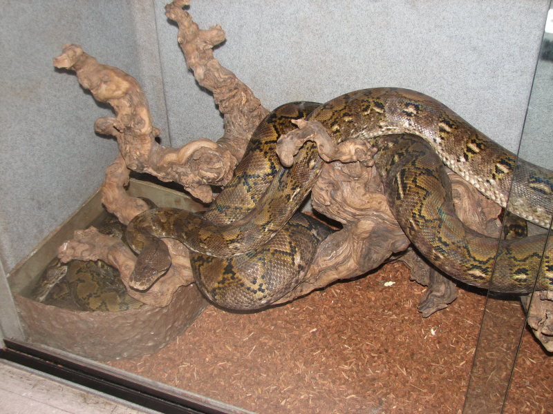 A smattering of photos from Las Vegas December 2010.