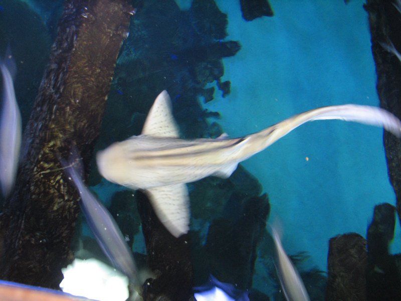 A smattering of photos from Las Vegas December 2010.