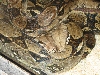 A smattering of photos from Las Vegas December 2010.