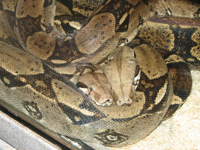 A smattering of photos from Las Vegas December 2010.