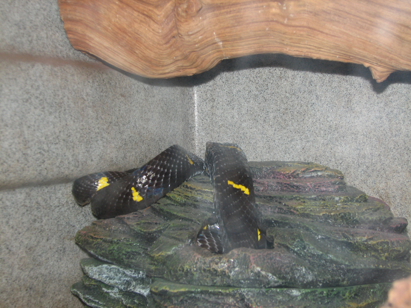 A smattering of photos from Las Vegas December 2010.