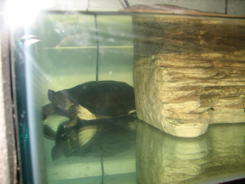 A smattering of photos from Las Vegas December 2010.
