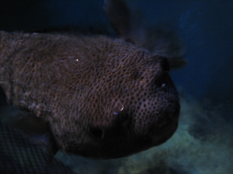 A smattering of photos from Las Vegas December 2010.