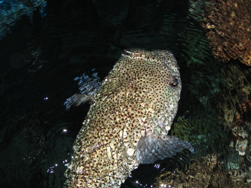 A smattering of photos from Las Vegas December 2010.