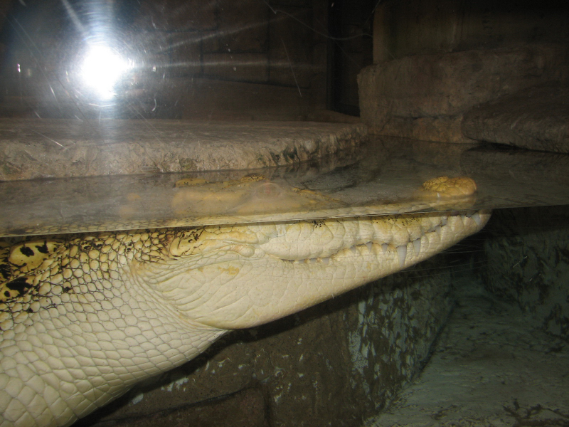 A smattering of photos from Las Vegas December 2010.