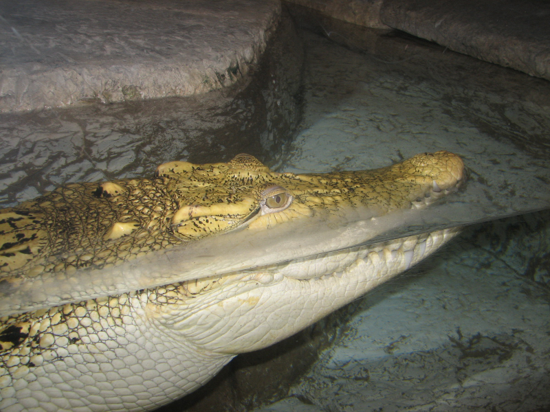 A smattering of photos from Las Vegas December 2010.