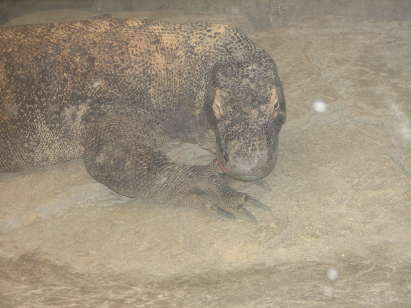 A smattering of photos from Las Vegas December 2010.