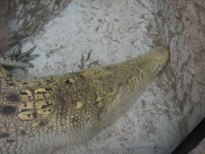 A smattering of photos from Las Vegas December 2010.