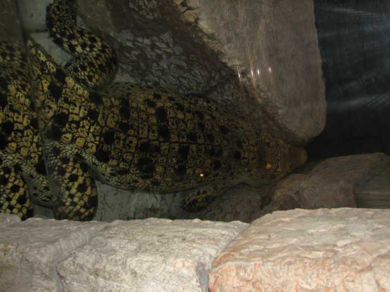 A smattering of photos from Las Vegas December 2010.