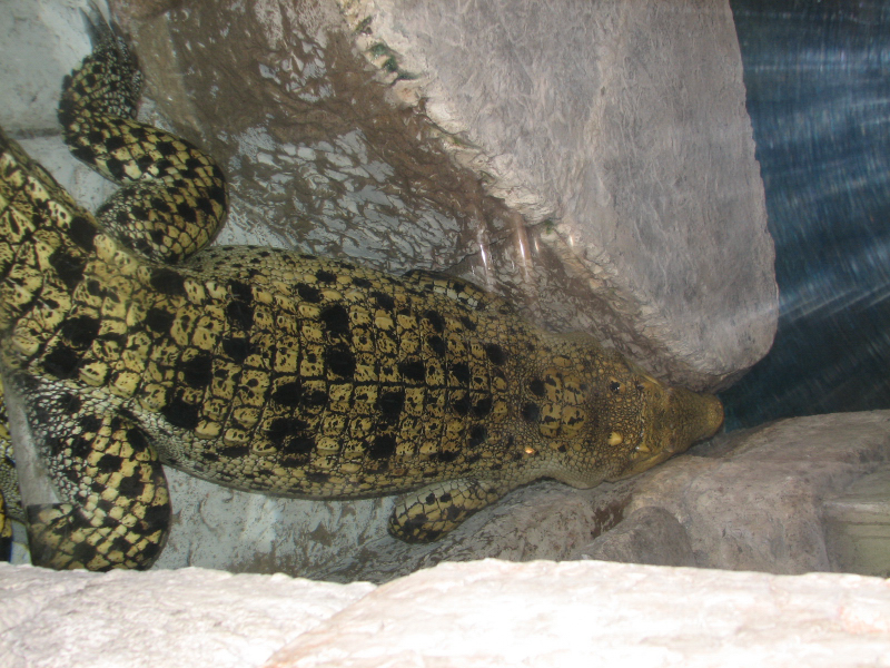 A smattering of photos from Las Vegas December 2010.