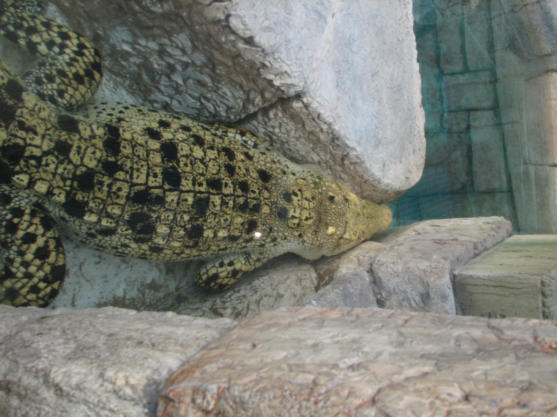 A smattering of photos from Las Vegas December 2010.