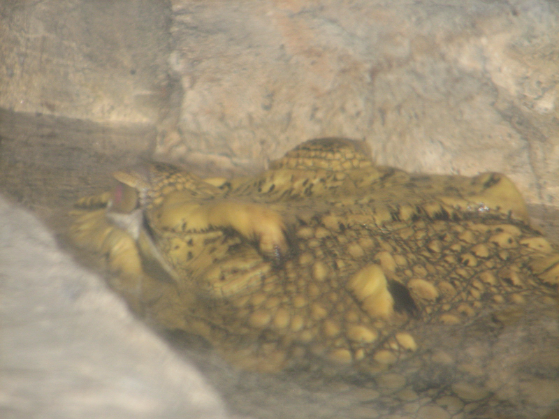 A smattering of photos from Las Vegas December 2010.