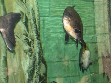 A smattering of photos from Las Vegas December 2010.