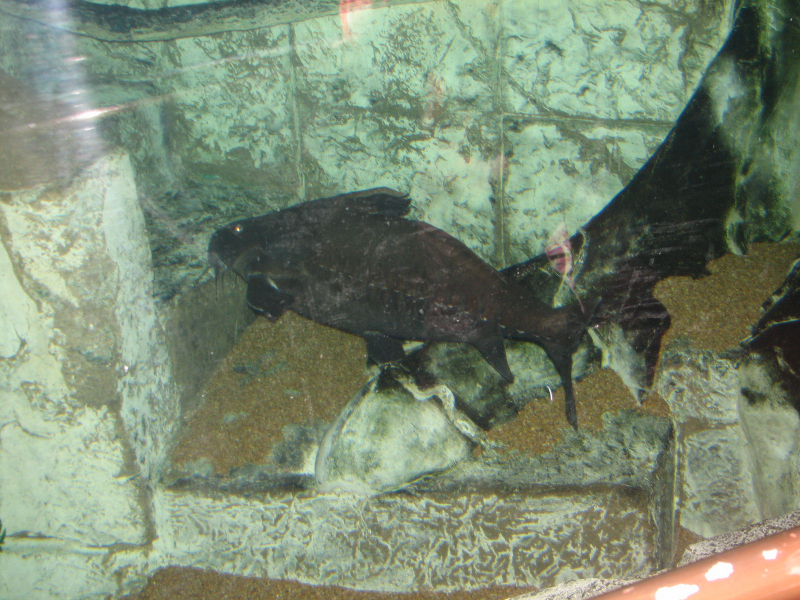 A smattering of photos from Las Vegas December 2010.