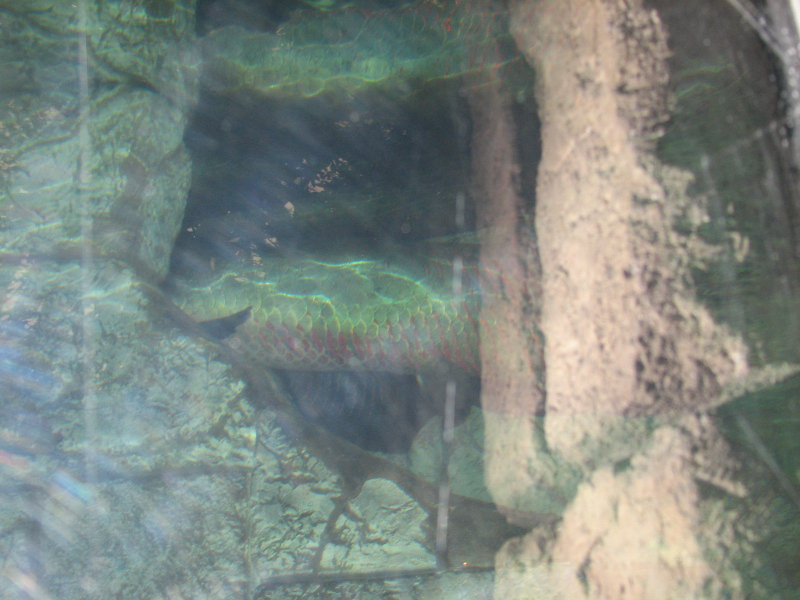 A smattering of photos from Las Vegas December 2010.