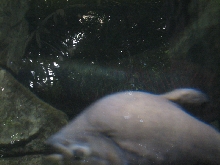 A smattering of photos from Las Vegas December 2010.