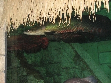 A smattering of photos from Las Vegas December 2010.