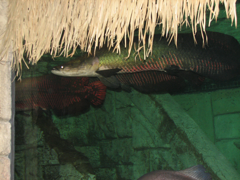 A smattering of photos from Las Vegas December 2010.
