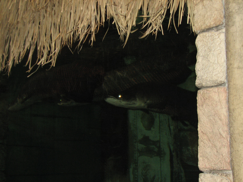 A smattering of photos from Las Vegas December 2010.