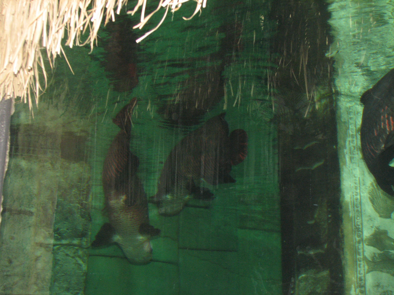 A smattering of photos from Las Vegas December 2010.