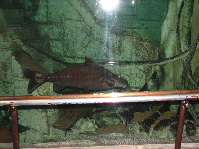 A smattering of photos from Las Vegas December 2010.