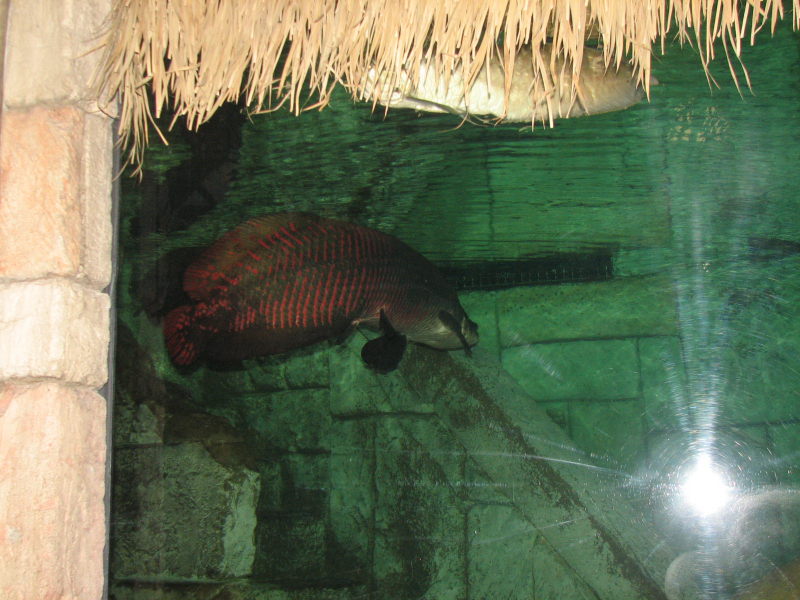 A smattering of photos from Las Vegas December 2010.