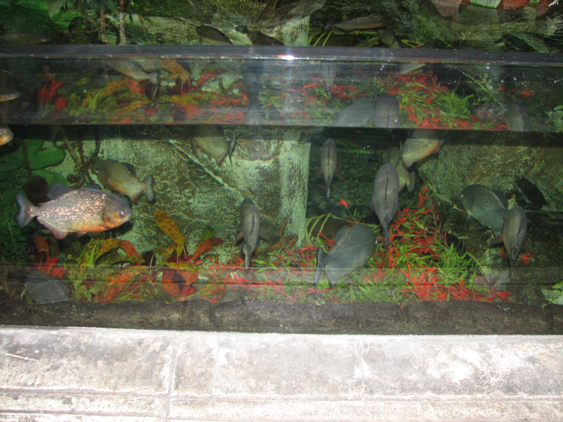 A smattering of photos from Las Vegas December 2010.