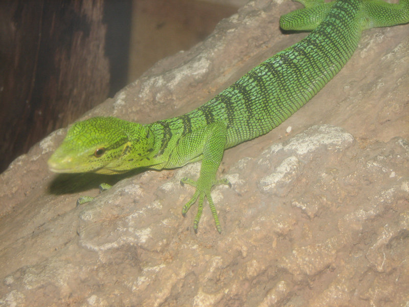 A smattering of photos from Las Vegas December 2010.