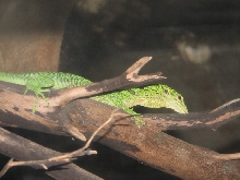A smattering of photos from Las Vegas December 2010.