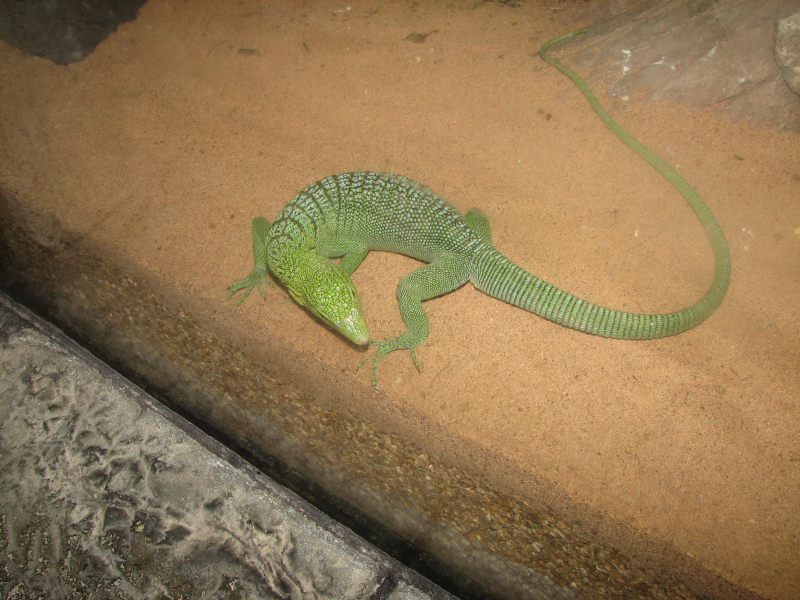 A smattering of photos from Las Vegas December 2010.