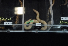 NARBC 2011 Anaheim CA