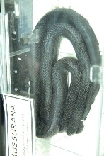 NARBC 2011 Anaheim CA