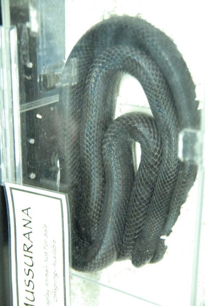 NARBC 2011 Anaheim CA