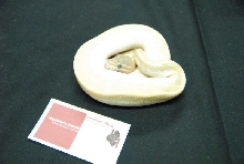 NARBC 2011 Anaheim CA