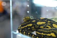 NARBC 2011 Anaheim CA