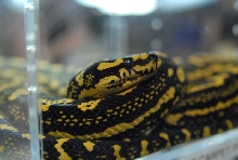 NARBC 2011 Anaheim CA