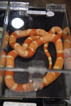 NARBC 2011 Anaheim CA
