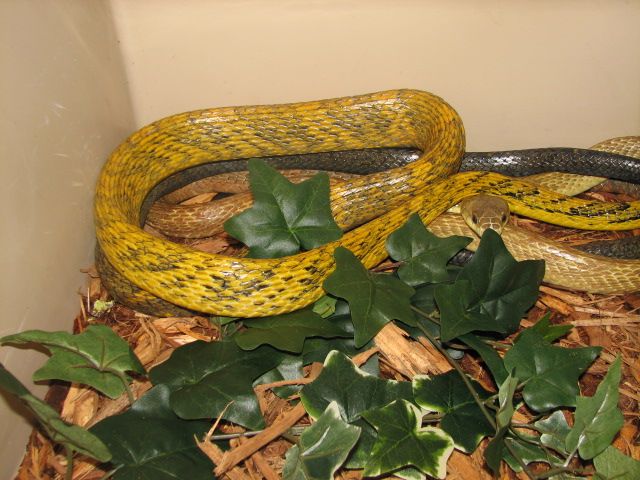 Reptilefest 2011